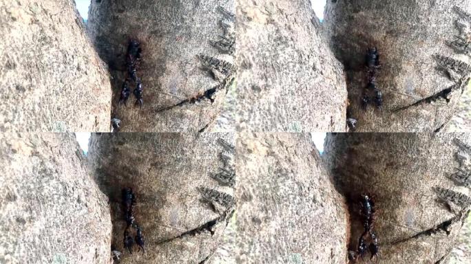 蚂蚁的团队合作将蝎子移到树上。
