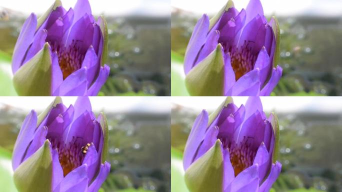莲花紫色带蜜蜂