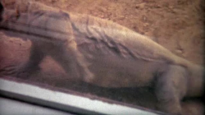 1973: 蜥蜴拼命地抓着玻璃出去。
