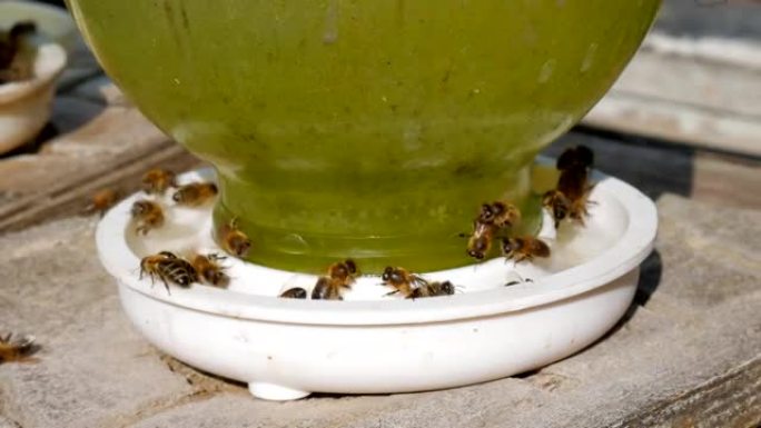 蜜蜂喝水蜜蜂在水面上。