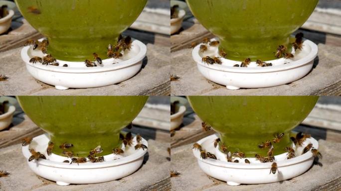 蜜蜂喝水蜜蜂在水面上。