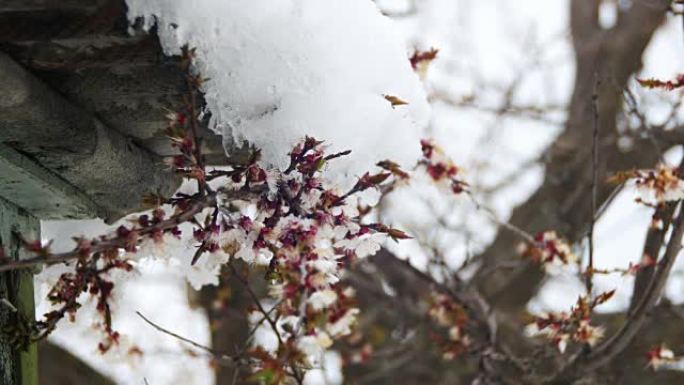 异常天气，开花杏树上的雪