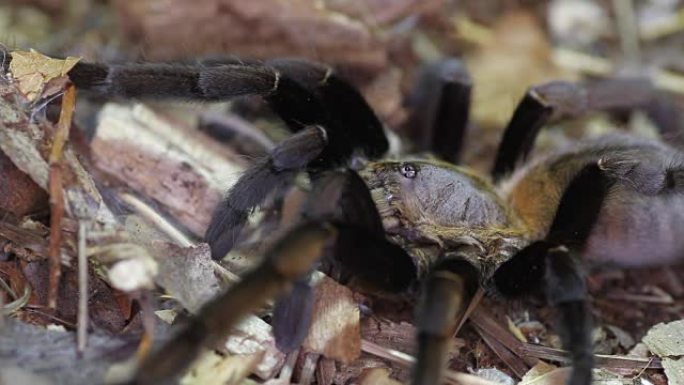 泰国金色流苏狼蛛 (Ornithoctonus aureotibialis)。女性