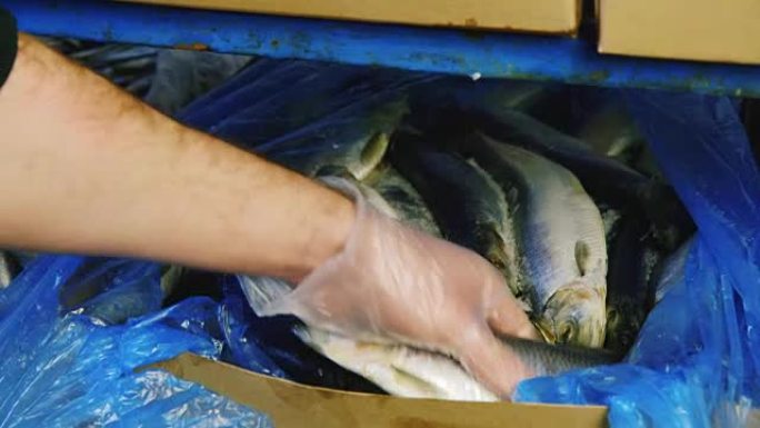 双手露出带鱼的包装盒: 冷冻鱼展览。鱼种检查