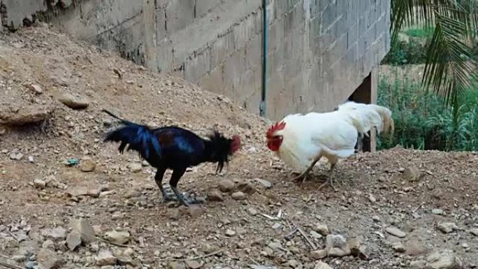 黑白公鸡打架
