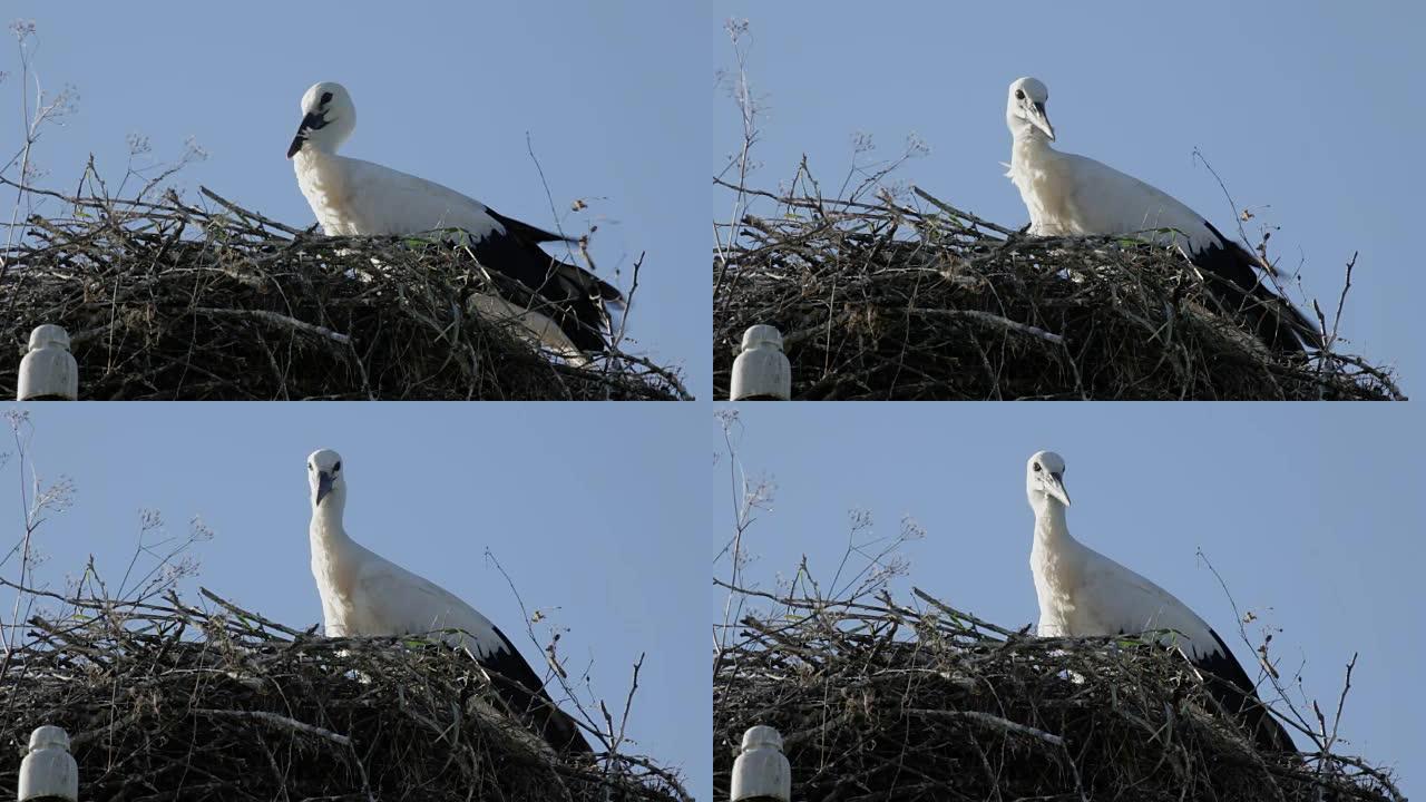 鸟巢中的白鹳幼鸟，羽毛不缠绕