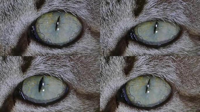 猫眼的表情。