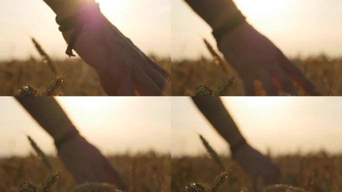 雄性手在田间生长的小麦上移动。年轻人跑过麦田，后视。男子穿过麦田，在日落时触摸麦穗