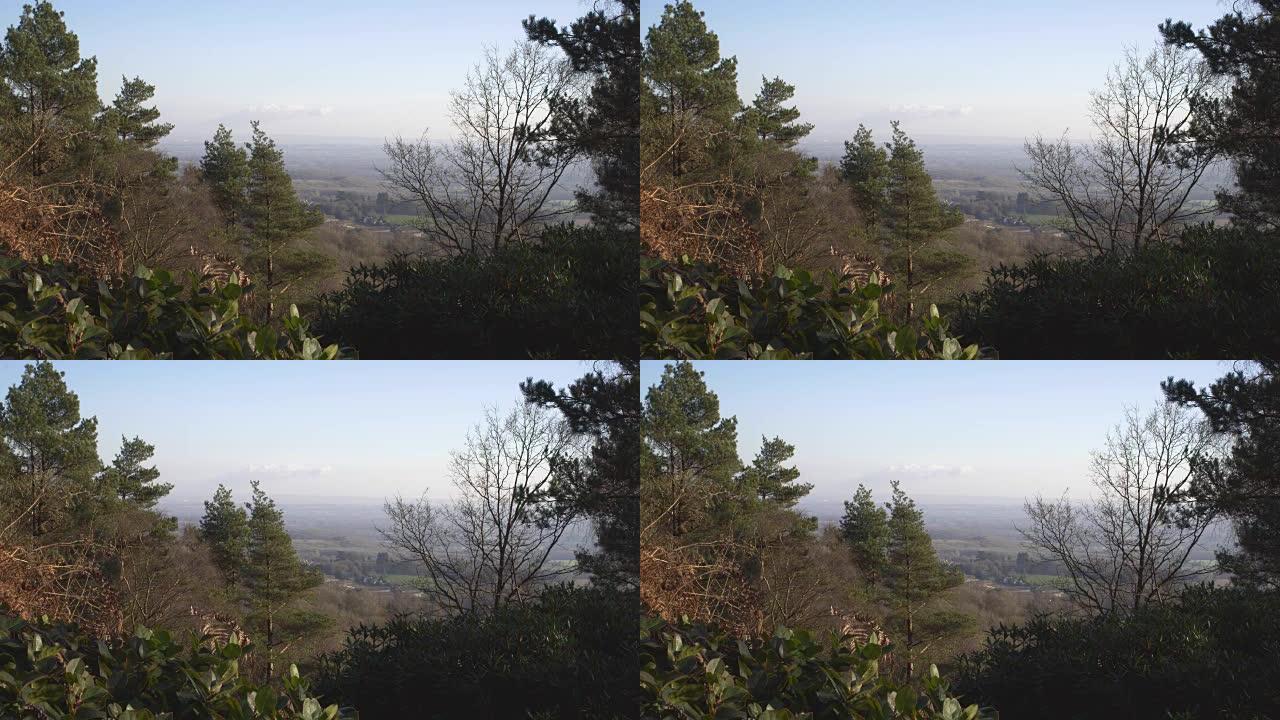 伦敦附近的英国乡村。早春山毛榉木。空间背景副本。透过云杉可以看到山谷的美景