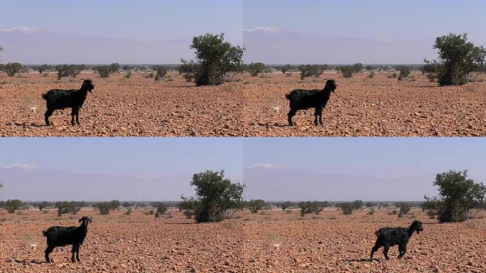 摩洛哥沙漠景观中的黑山羊