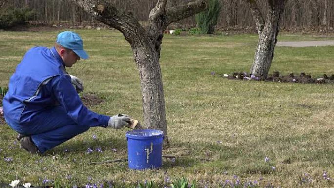 园丁在果园春季用刷子刷树干。全高清