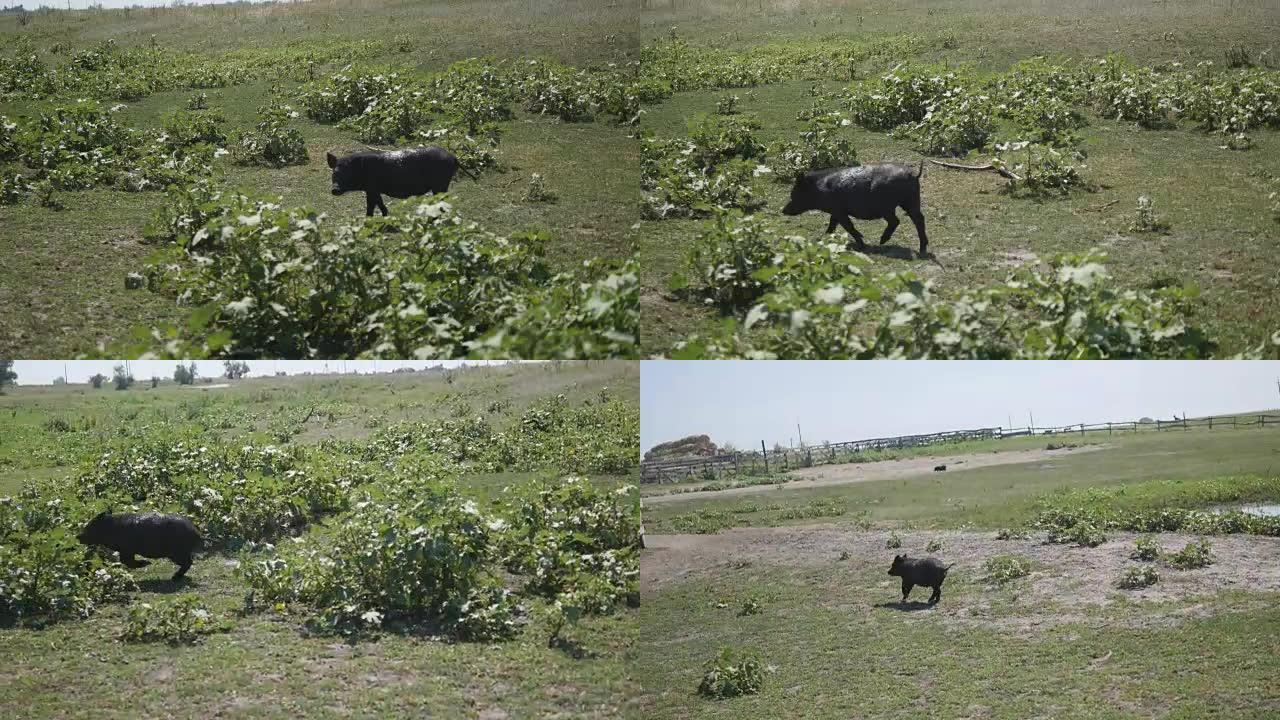 小猪在农村的农田里奔跑