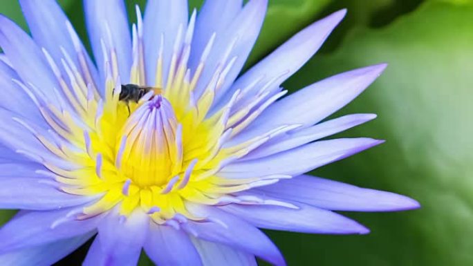 蜂群蓝色莲花