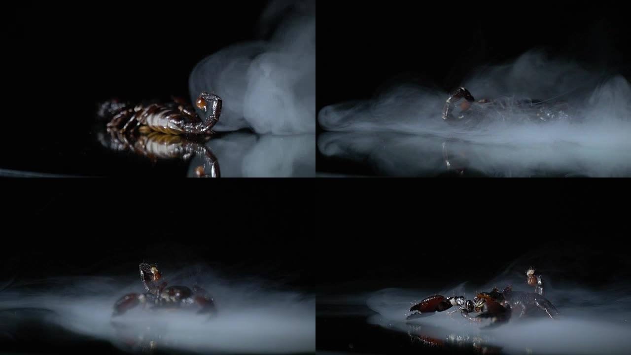 蝎子在镜子上的牛奶烟雾中奔跑，实时拍摄