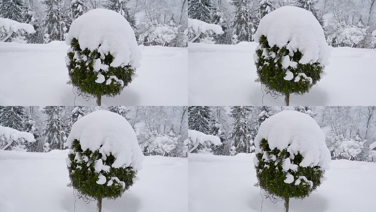 院子上的一棵树被雪覆盖