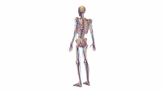 韧带、动脉和静脉的完整骨骼