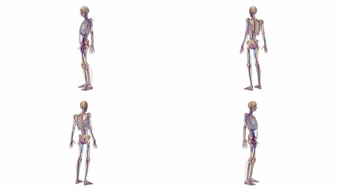 韧带、动脉和静脉的完整骨骼
