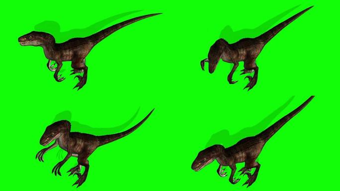 Velocarapor恐龙咆哮-绿色屏幕