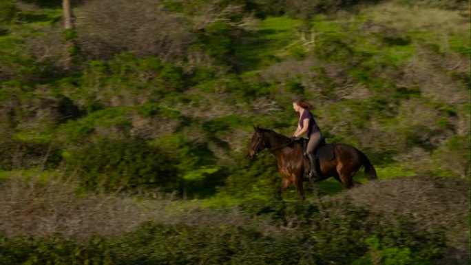 成年马术女子骑着英式骑马在绿色的山路上慢跑，红尾鹰在她的长镜头慢动作金色小时光标3 4_4前飞舞