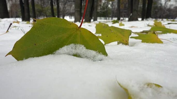 莫斯科秋天的雪地上有几片秋叶