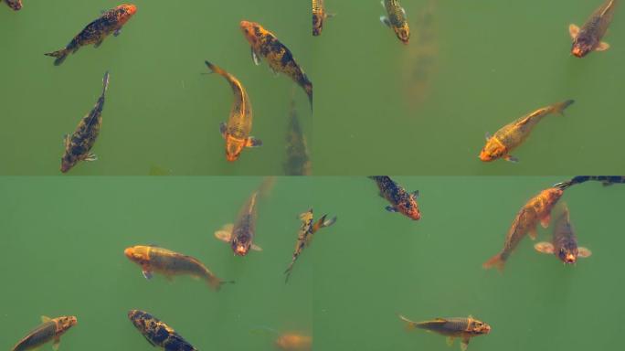 五颜六色的鲤鱼在传统的日本锦鲤中游泳