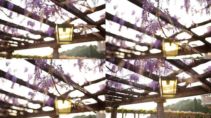 黑山紫藤盛开的复古灯笼