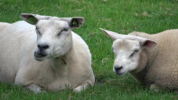 牧场上的绵羊，反刍动物，吃gras，草地，荷兰，4K