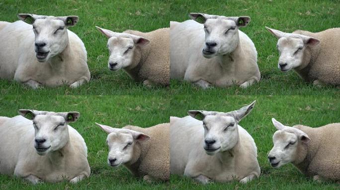 牧场上的绵羊，反刍动物，吃gras，草地，荷兰，4K