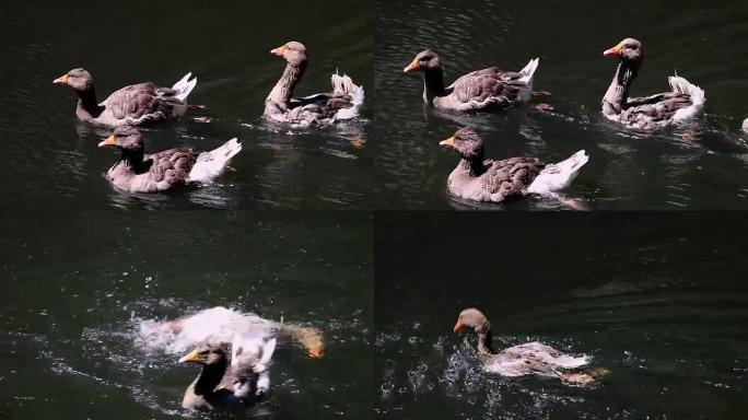 一群鸭子在湖里游泳
