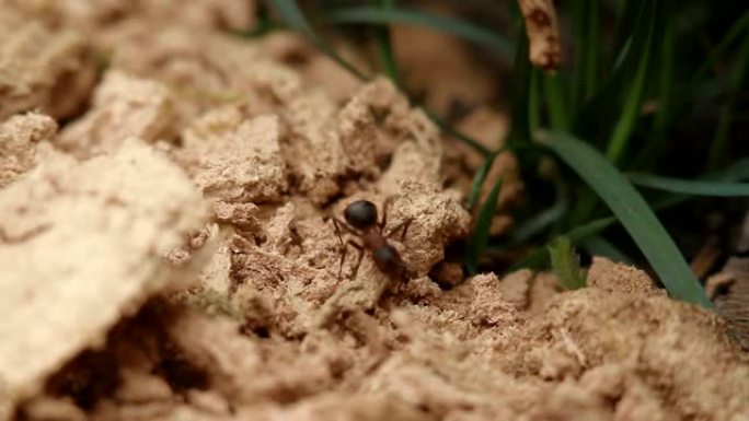 黑蚂蚁在草地上爬行