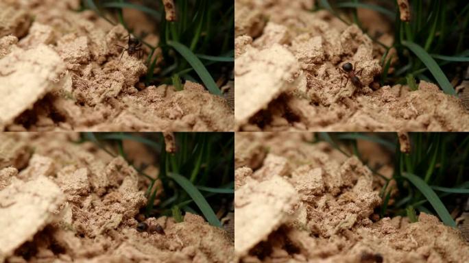 黑蚂蚁在草地上爬行