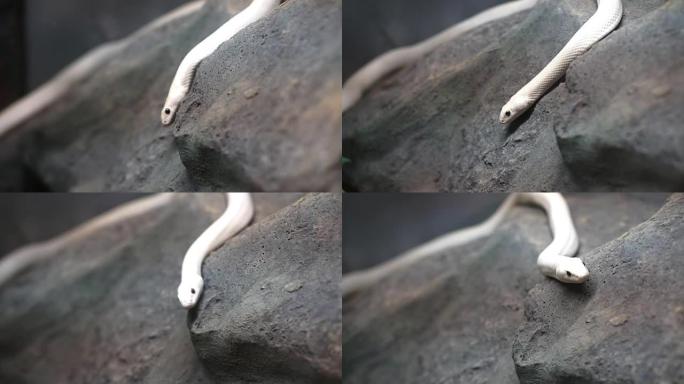 白色得克萨斯老鼠蛇在石头上爬行