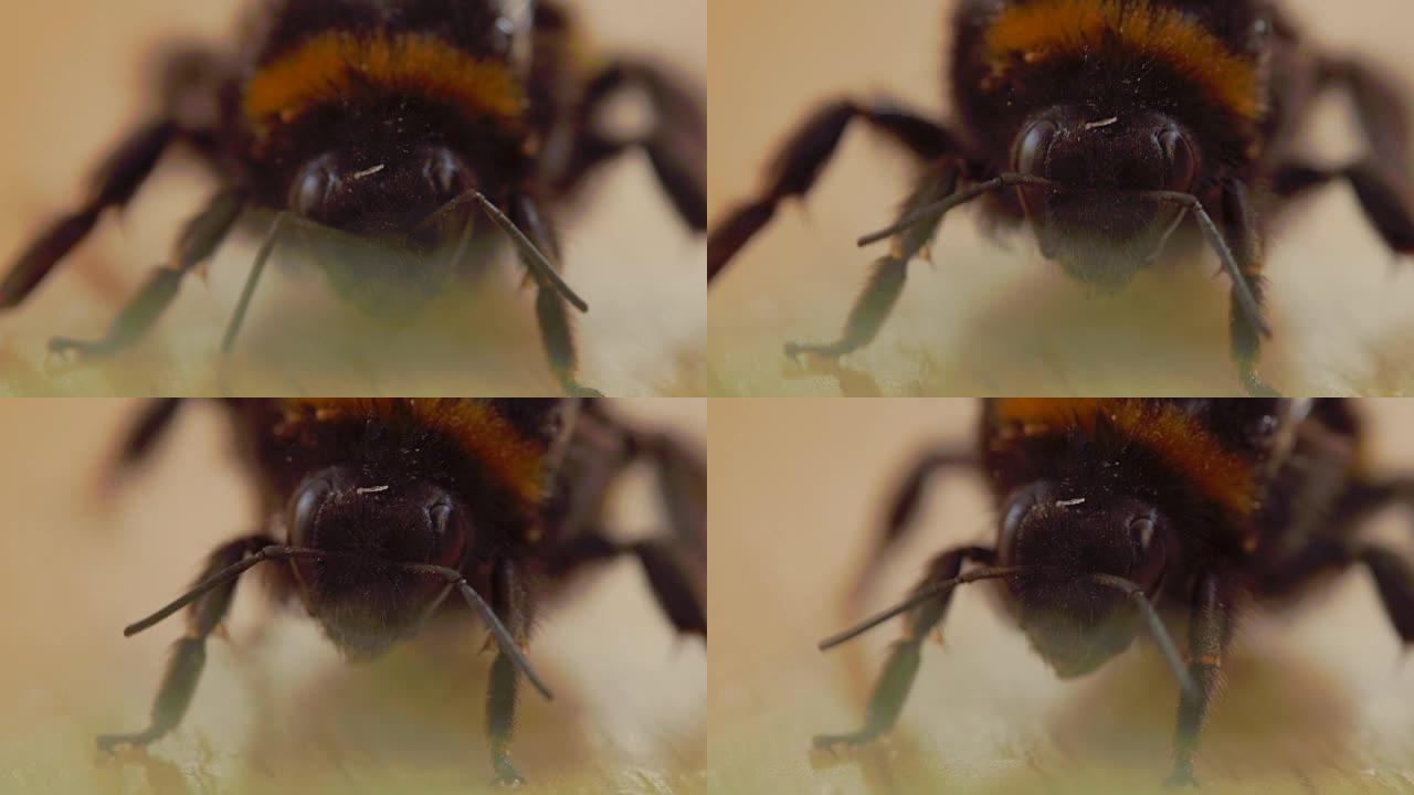 疲倦的老大黄蜂感染了螨虫。微距拍摄