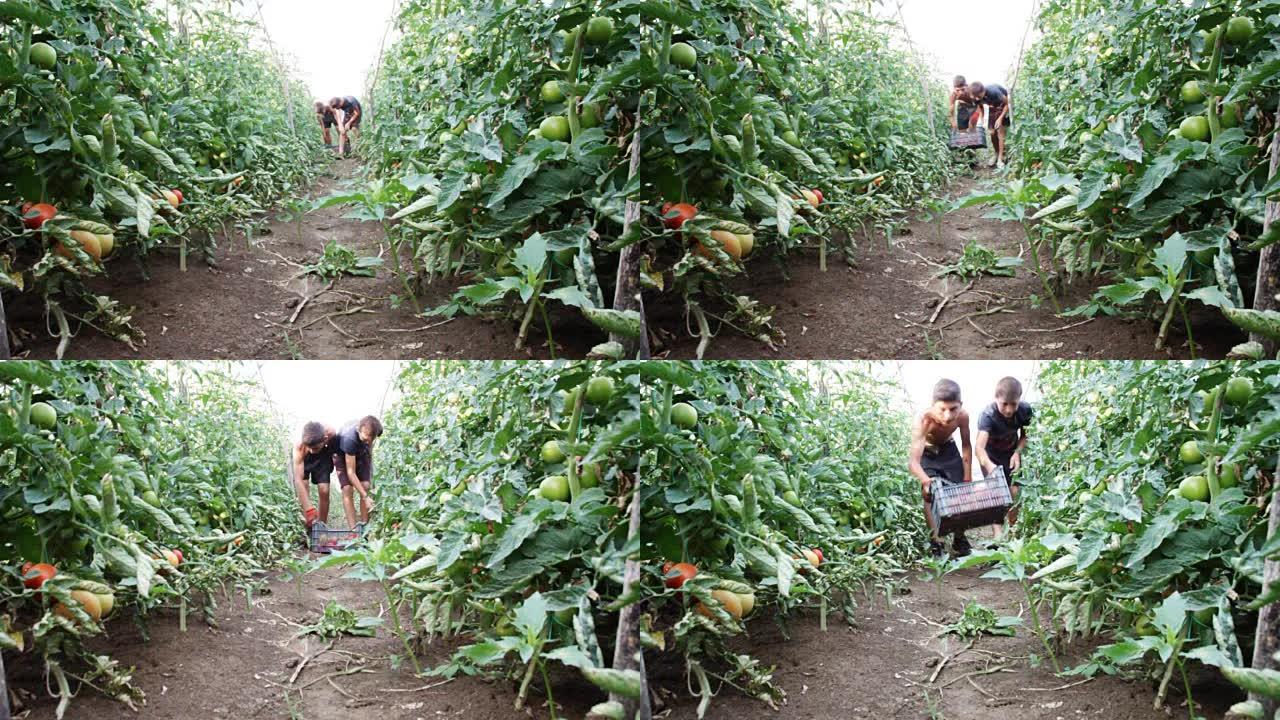 收获助手在种植园采摘新鲜西红柿