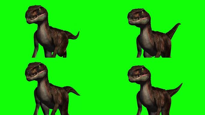 迅猛龙恐龙行走-绿色屏幕
