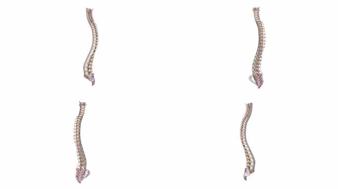 带韧带的椎骨脊柱