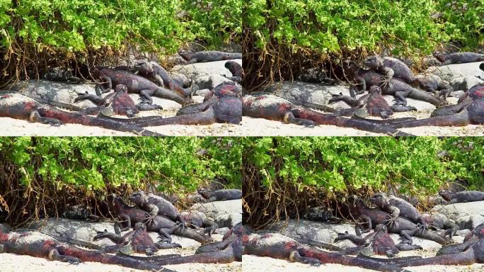 海洋鬣蜥濒临灭绝禁猎区爬行动物