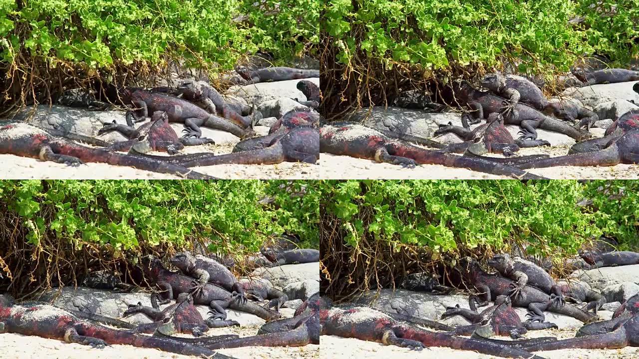 海洋鬣蜥濒临灭绝禁猎区爬行动物