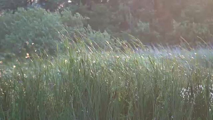 芦苇随风移动，芦苇，芦苇狼牙棒，香蒲，香蒲，4K