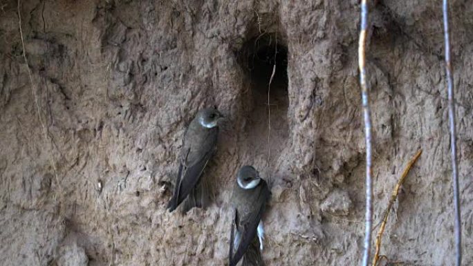 燕子飞进飞出洞穴。他们为小鸡携带食物。在洞穴里，他们有一个巢。洞穴建在河岸陡峭的沙质斜坡上。有时吞下