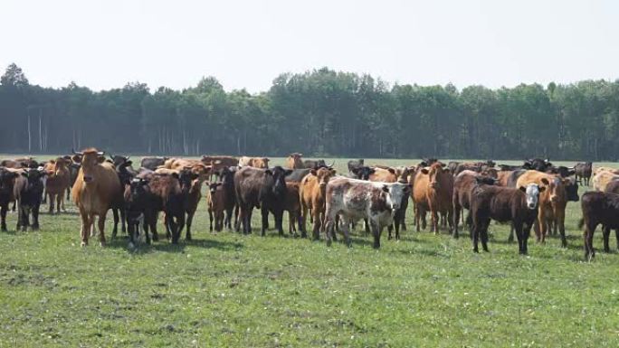 田野里的棕色和黑色母牛和小牛。牧场上的一群动物。自然环境中的牛。