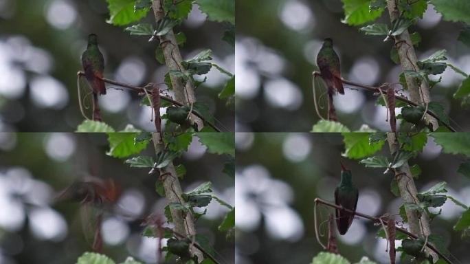 红斑尾蜂鸟