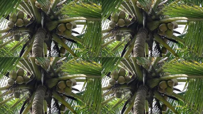 棕榈树上的椰子