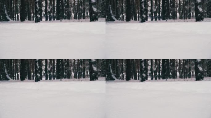 雪树的冬季森林。慢动作