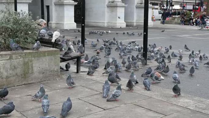 伦敦公园地上的一群鸽子