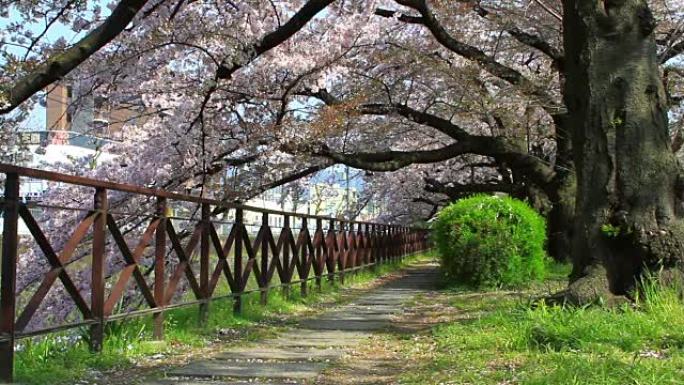 日本京都的樱花