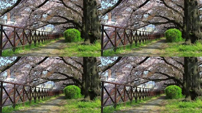 日本京都的樱花