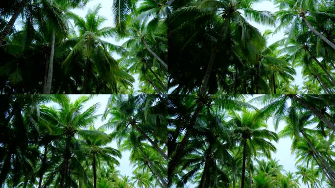海南三亚椰树椰林椰子树 海滨公园