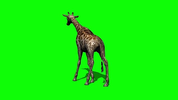 长颈鹿与阴影绿色屏幕一起行走