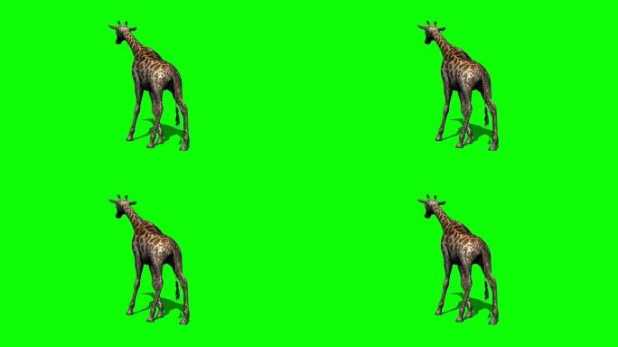 长颈鹿与阴影绿色屏幕一起行走